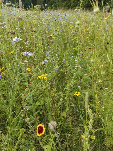 Wilde bloemen in volle bloei op een grasveld met diverse kleuren en soorten.