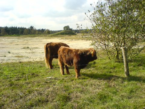 Wandeling Molenheide