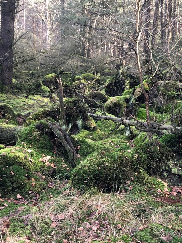 Bosrijk landschap met mos bedekte boomstammen en takken, omgeven door bladeren.