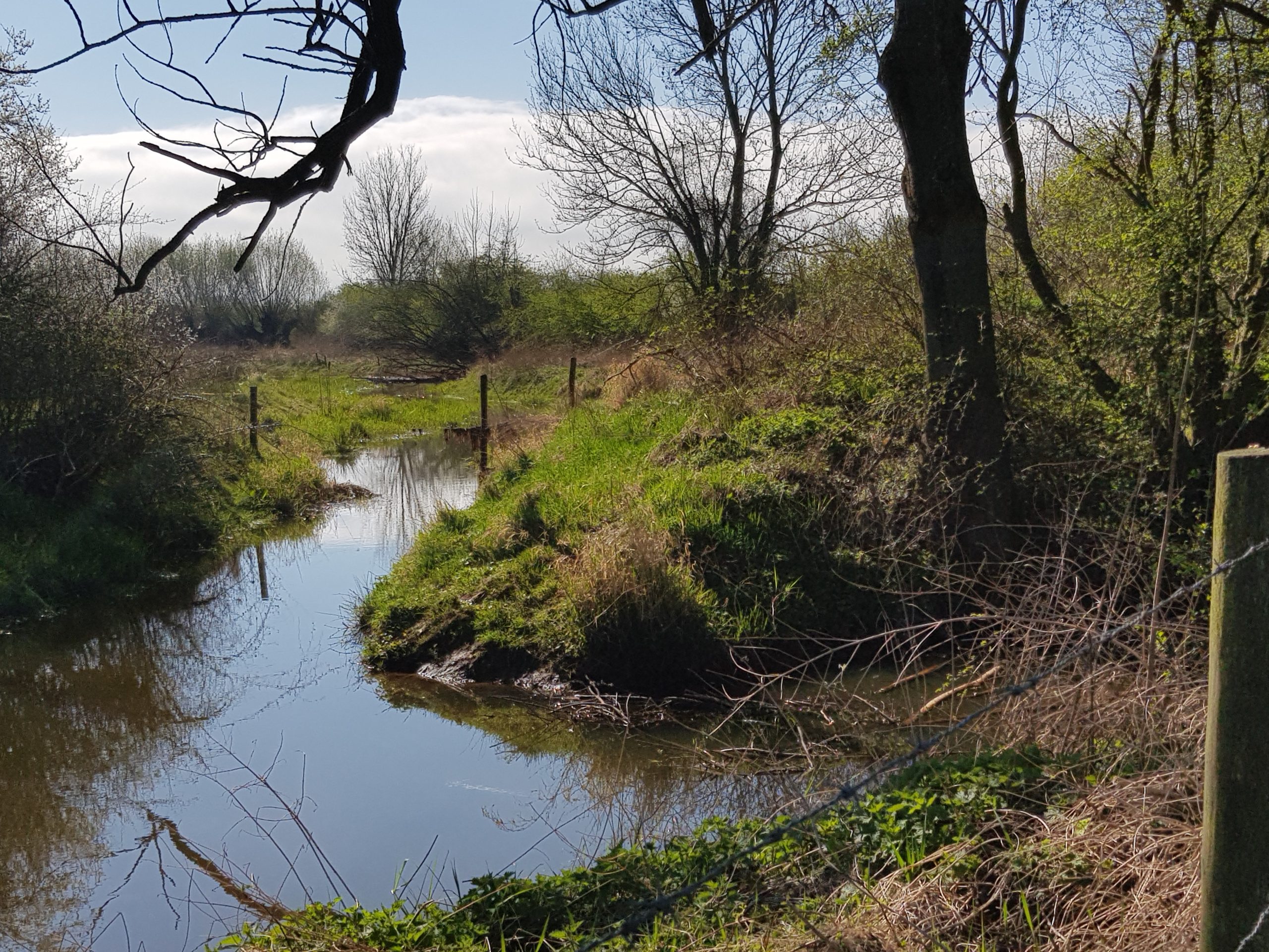 Rustig beekje kronkelt door groen en bomen, omgeven door struiken onder blauwe lucht.