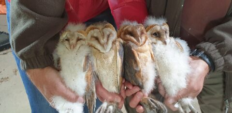 Vier jonge, donzige uilen worden zorgvuldig in handen gehouden.