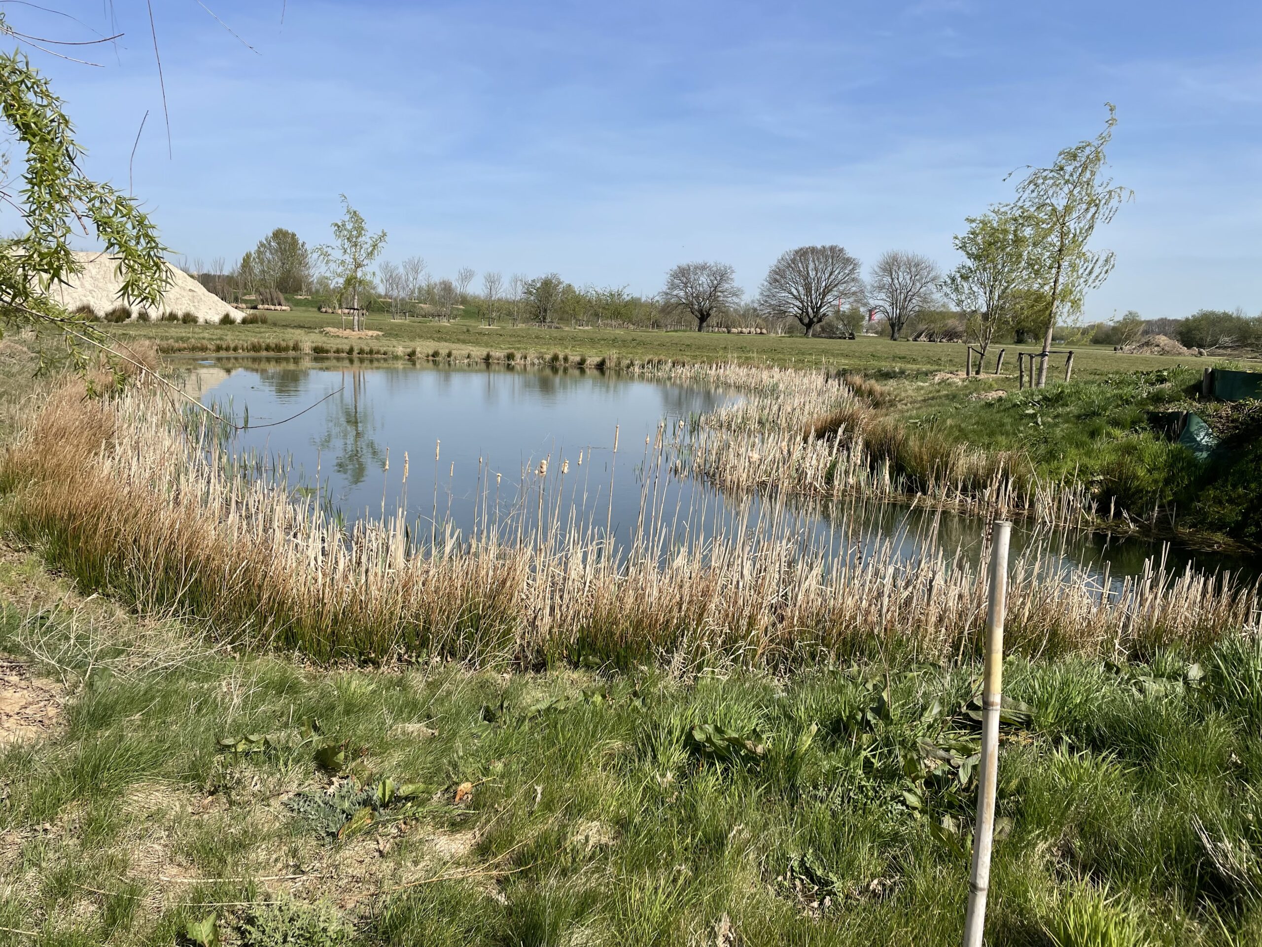 Vijver omringd door riet en gras, met bomen en blauwe lucht op de achtergrond.