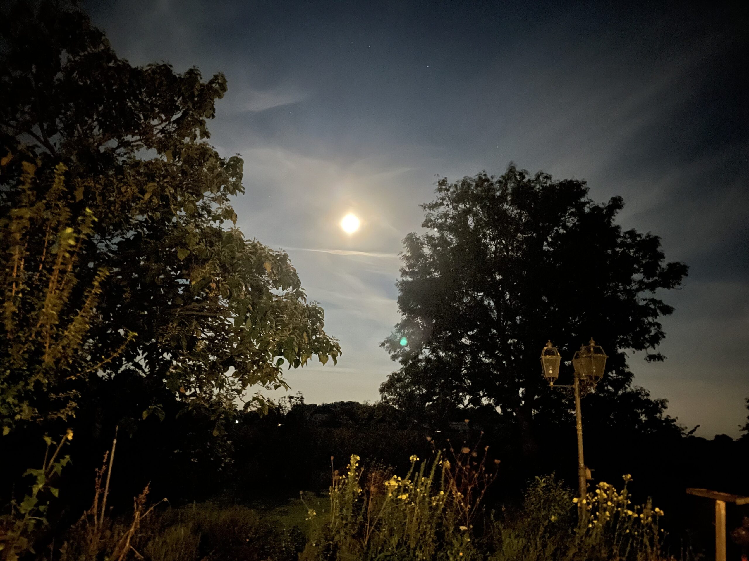 Nachtelijke tuin met volle maan, silhouetten van bomen en schijnwerper in de voorgrond.