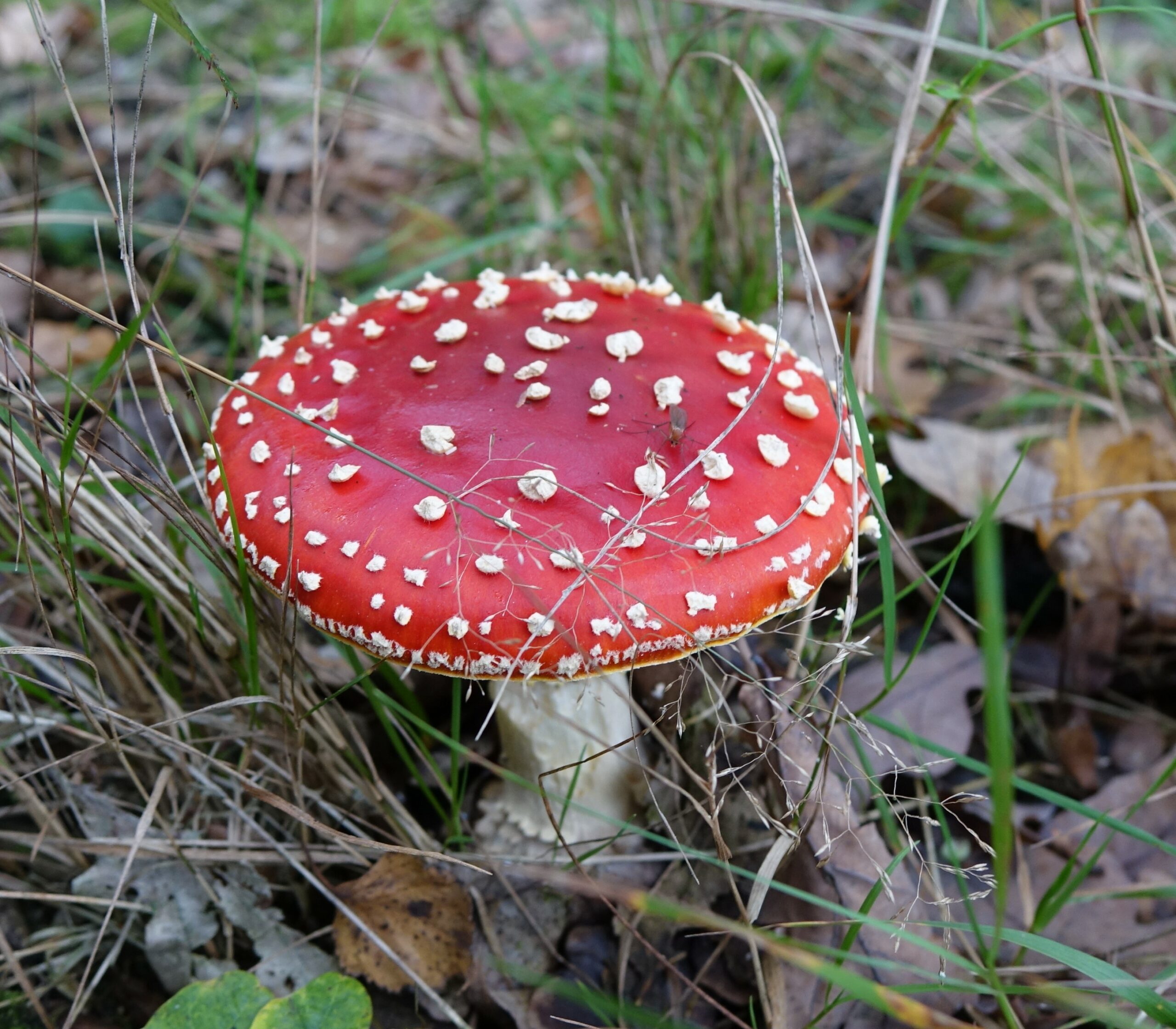 Rode paddenstoel, bedekt met witte stippen, omringd door gras en bladeren op bosgrond.