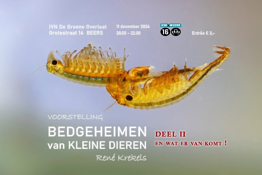 Twee kleine waterdiertjes met info over de voorstelling "Bedgeheimen van Kleine Dieren" in Beers.