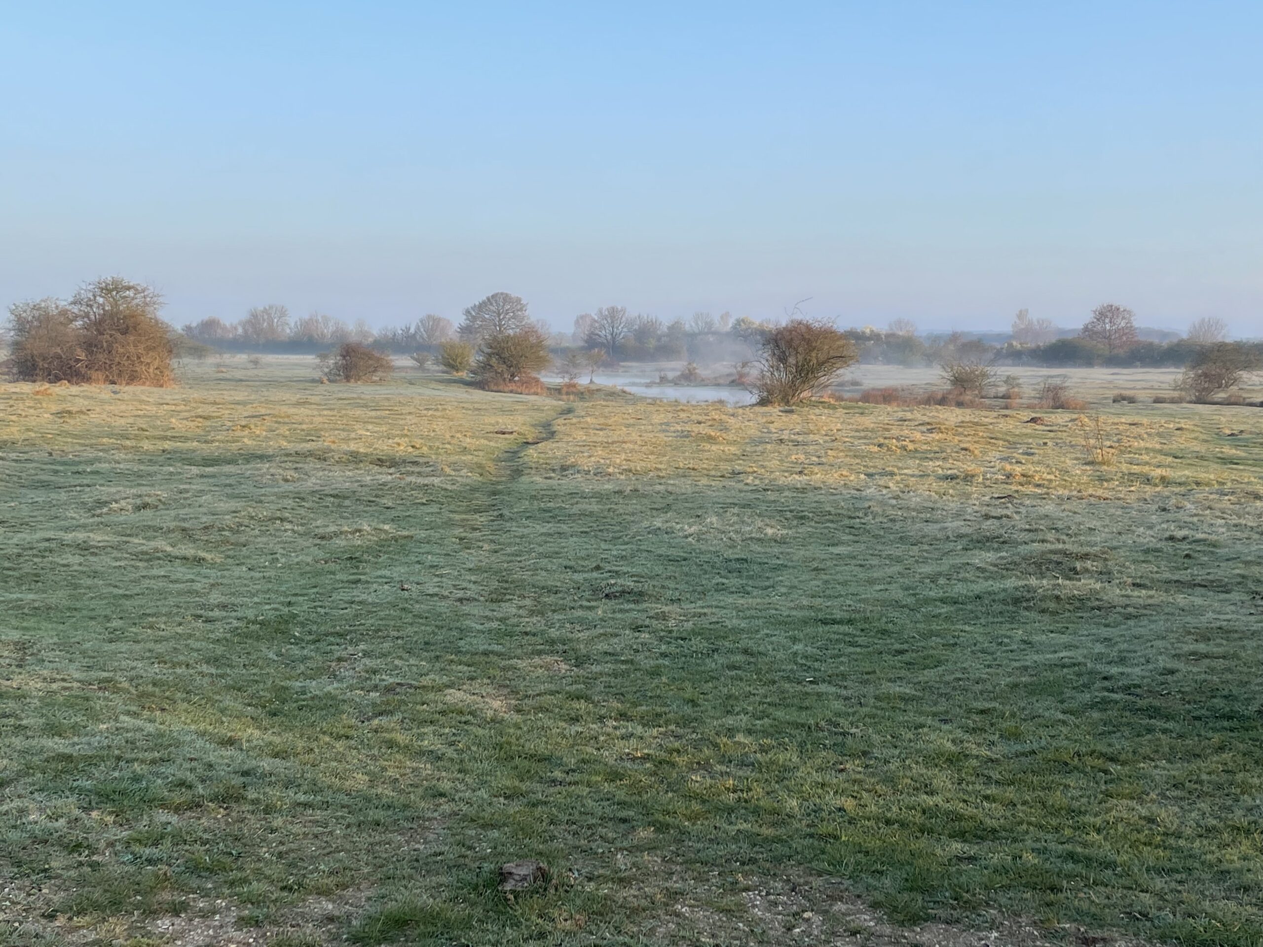 Weidse grasvlakte met ochtendnevel, struiken en bomen aan de horizon onder een heldere blauwe lucht.