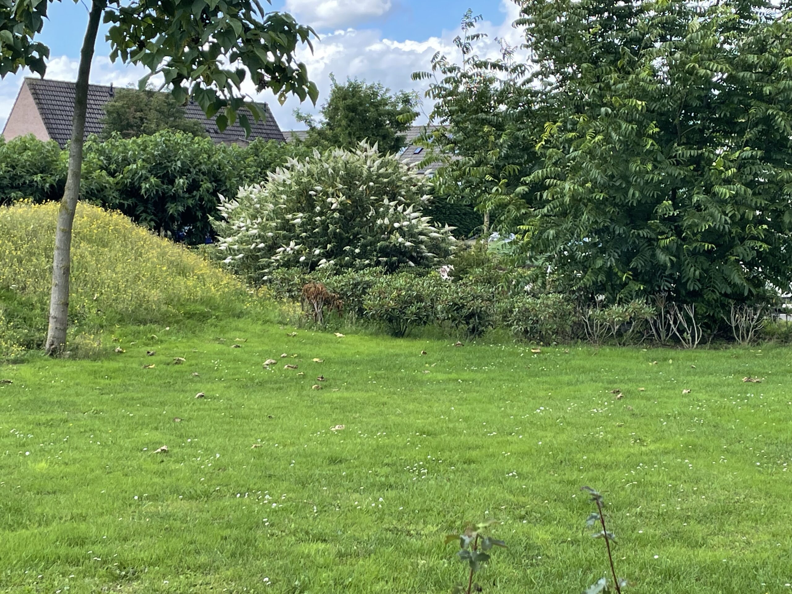 Groene grasveld met bomen, struiken en een huis met dak in de achtergrond.