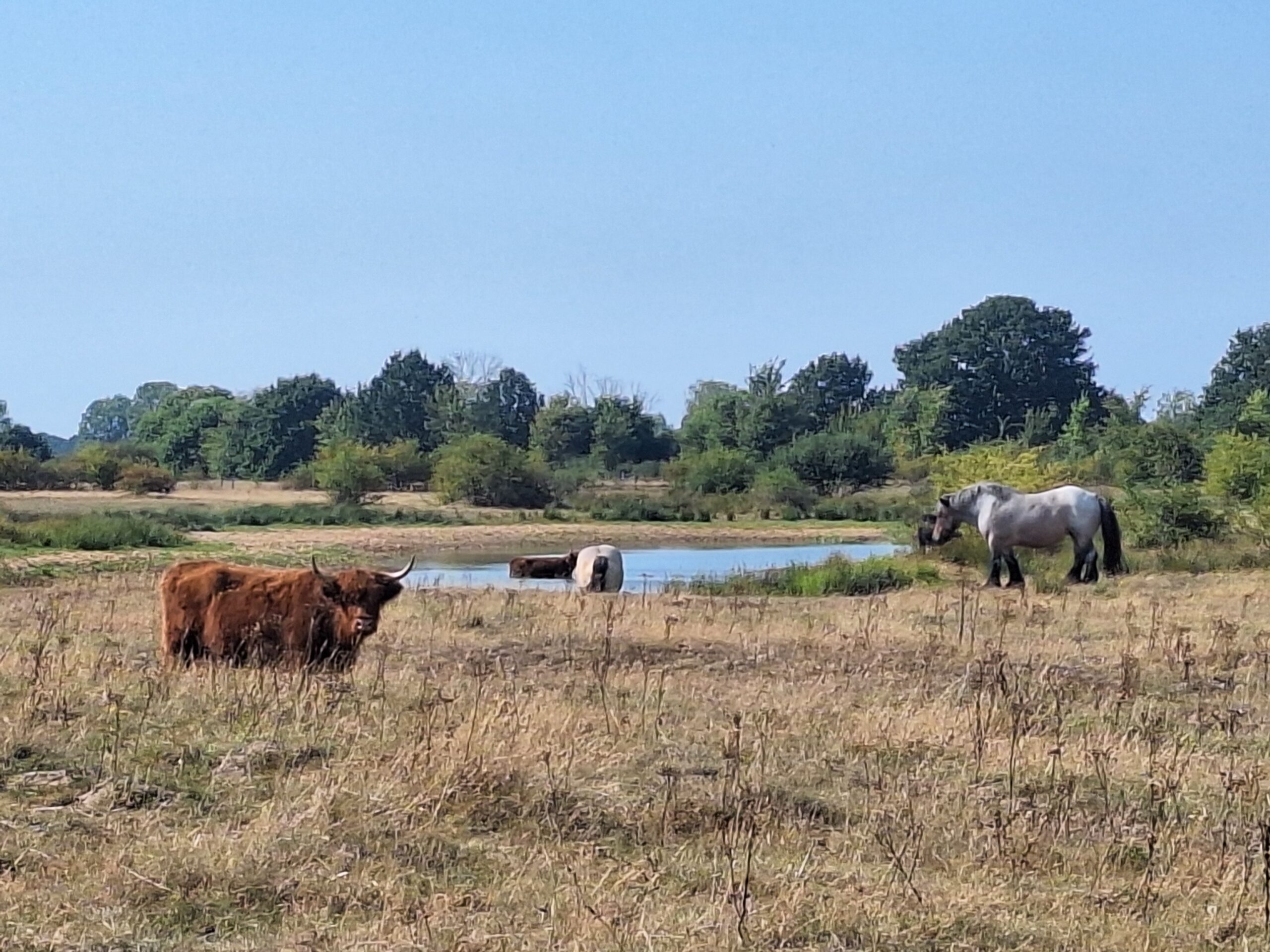 Schotse hooglander en paard bij een meer, omgeven door gras en bomen onder een heldere lucht.