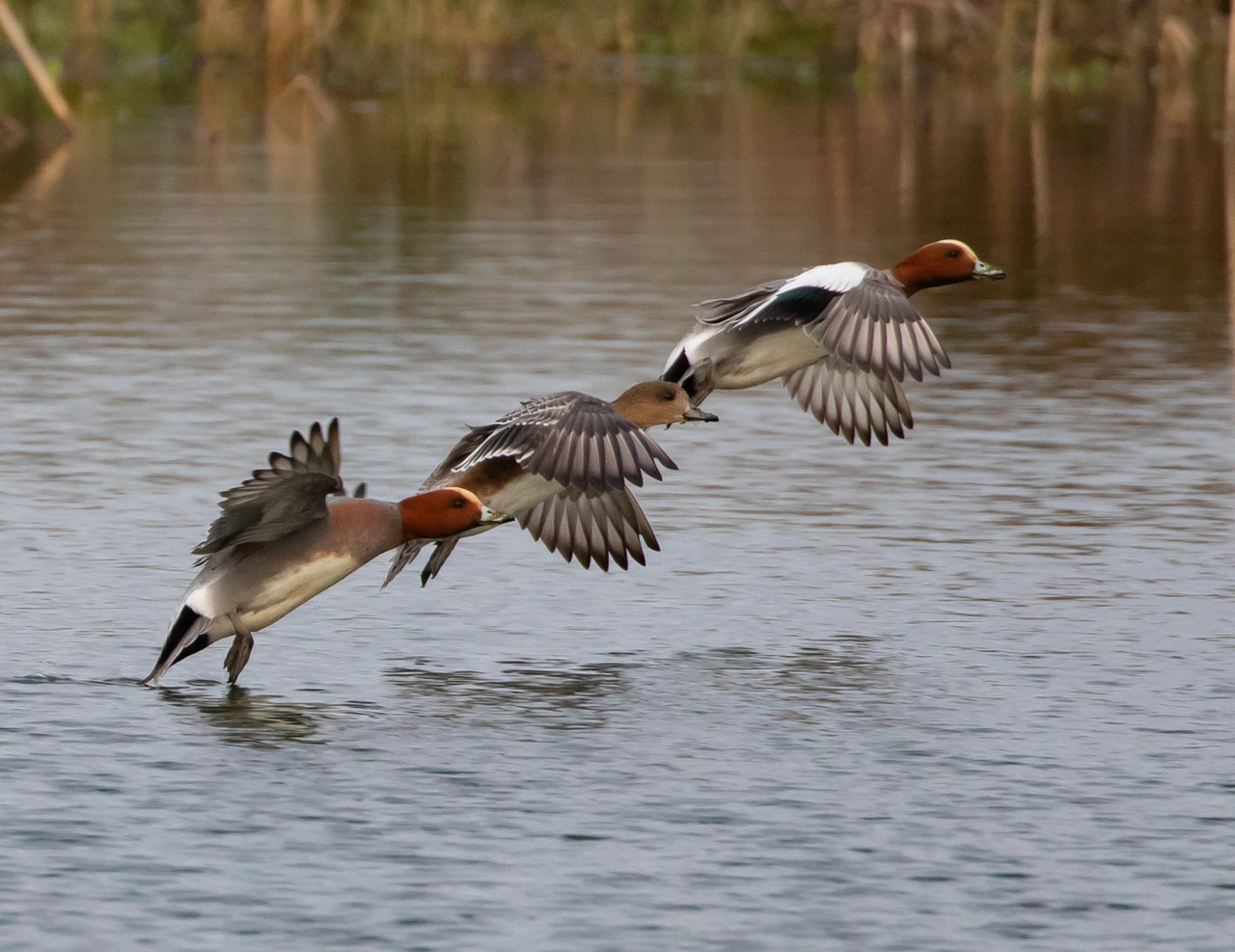 Drie eenden vliegen dicht bij het wateroppervlak boven een meer.