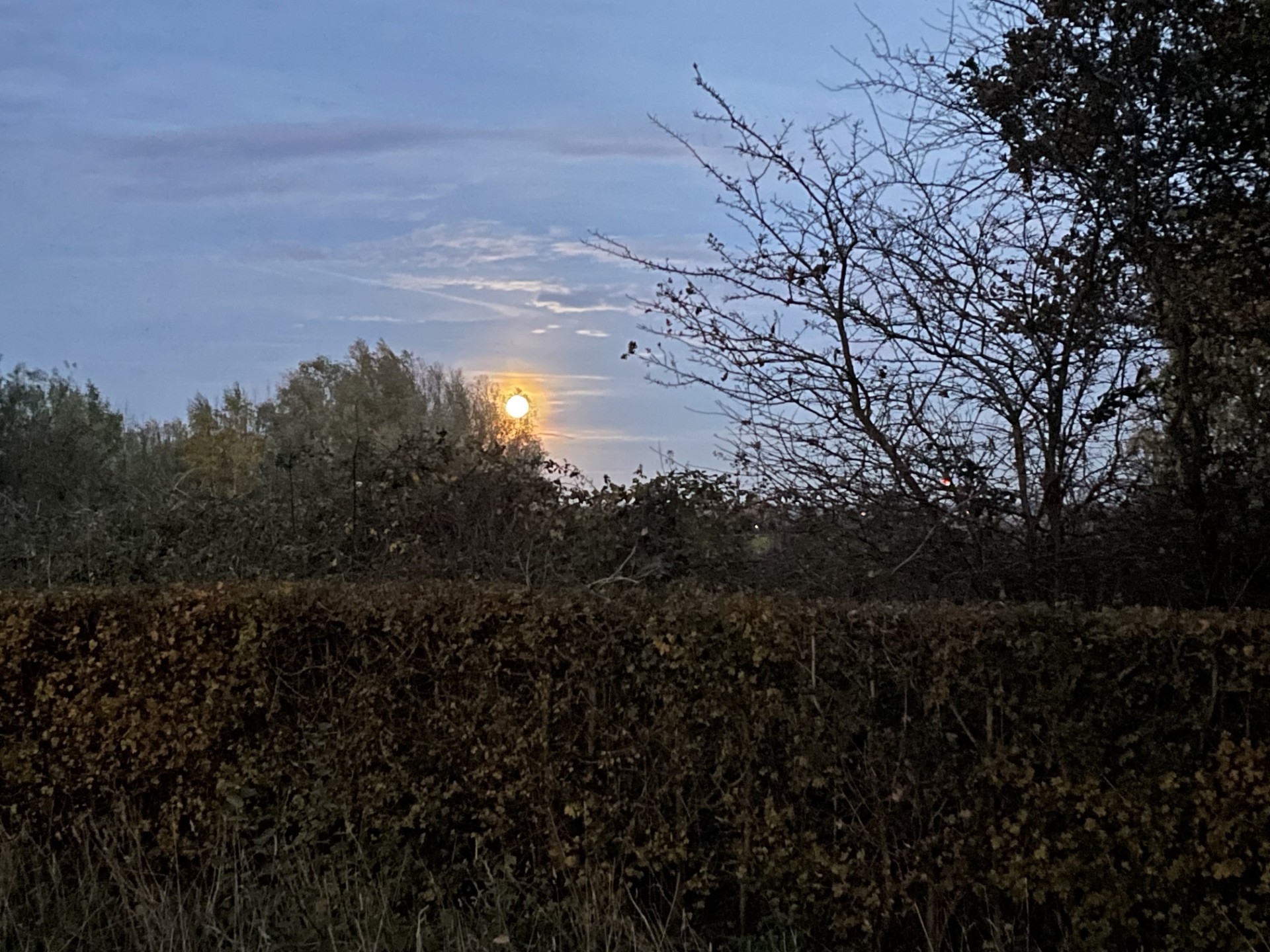 Maan opkomst boven bomen en struiken, schemerig blauwe lucht.