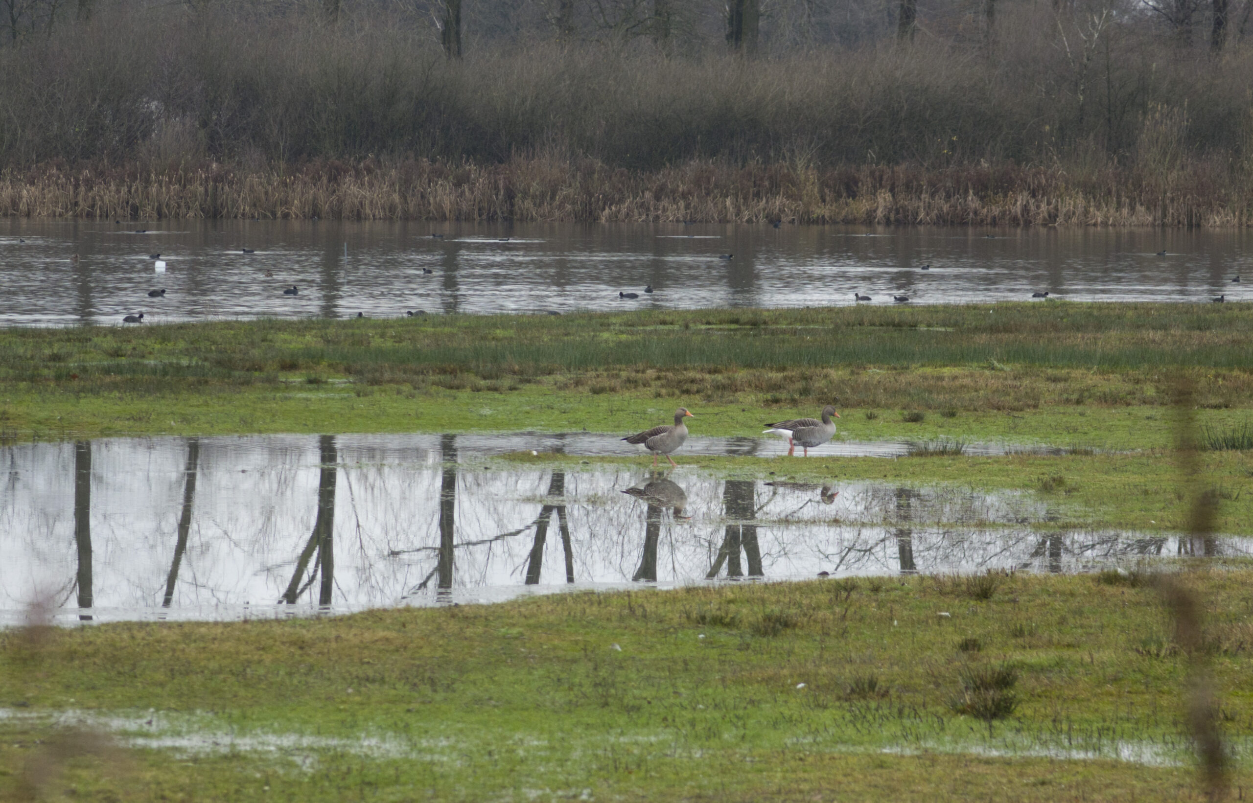 Twee ganzen op een drassige grasvlakte naast een vijver, met bomen op de achtergrond.