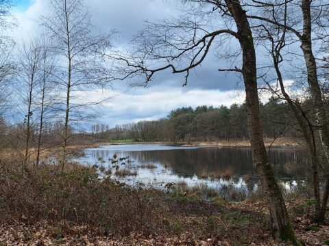 Stille vijver omringd door kale bomen en bos onder een bewolkte lucht.