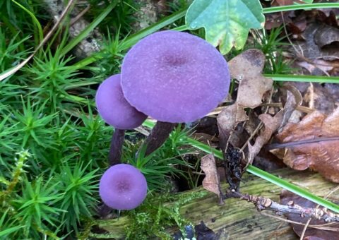 Drie paarse paddenstoelen groeien tussen groen mos en bruine bladeren.