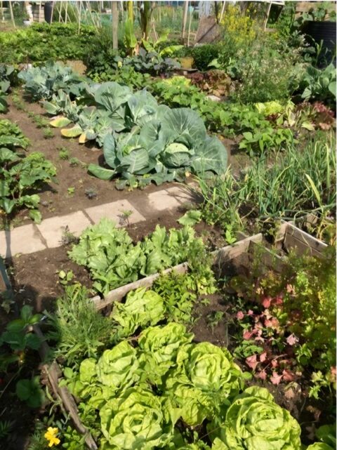 Moestuin met diverse groenten zoals kool, sla en prei, in rijen geplant op zonnige dag.