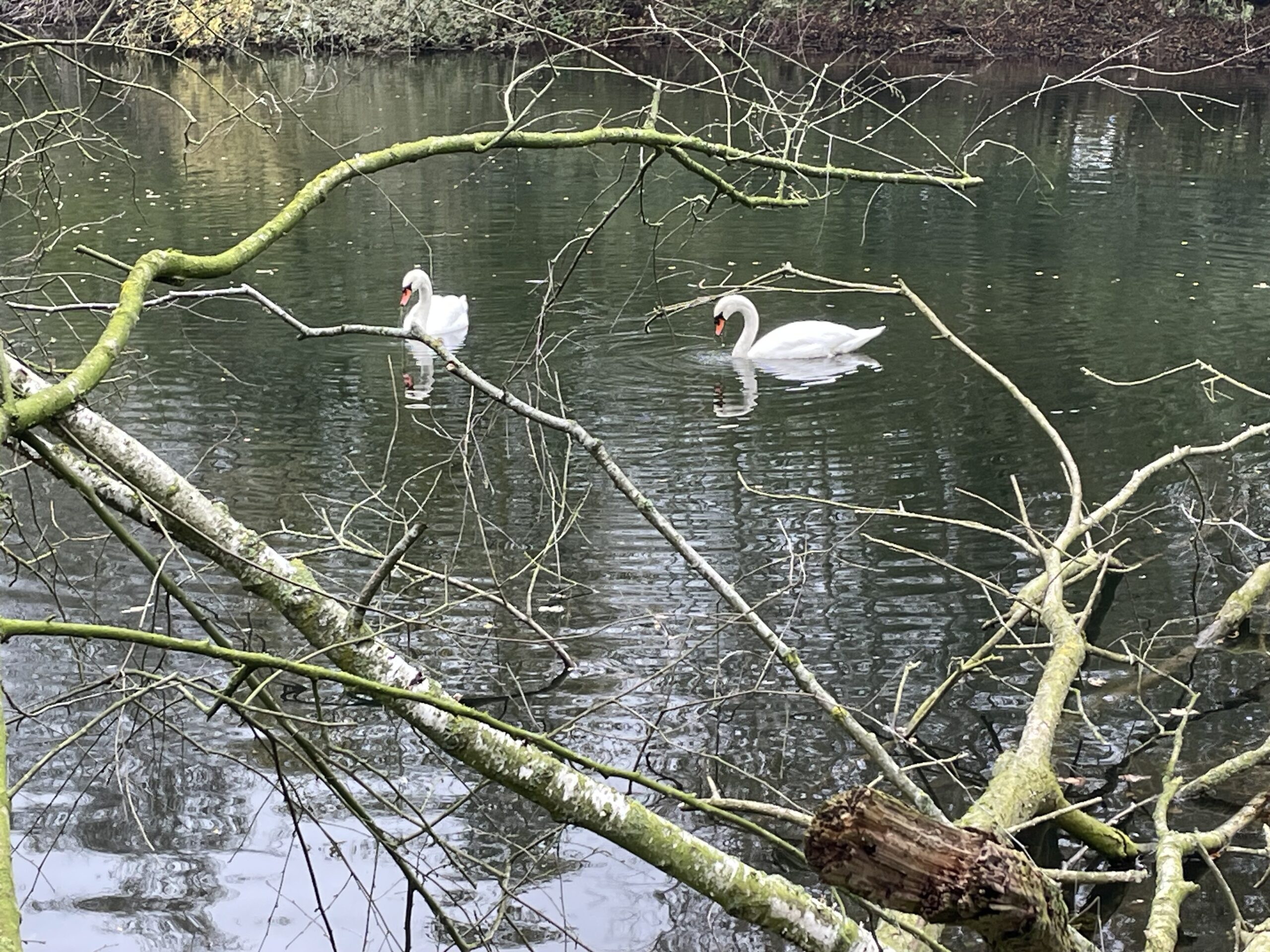 Twee zwanen zwemmen in een vijver, omringd door takken.