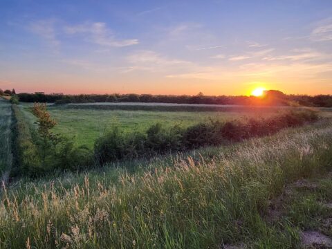 Zonsondergang boven een groen veld met gras en struiken, heldere lucht met enkele wolken.