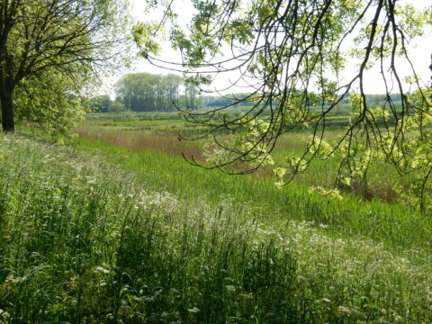 Groen landschap met gras, bomen en takken in de lentezon. Rustieke, natuurlijke omgeving.