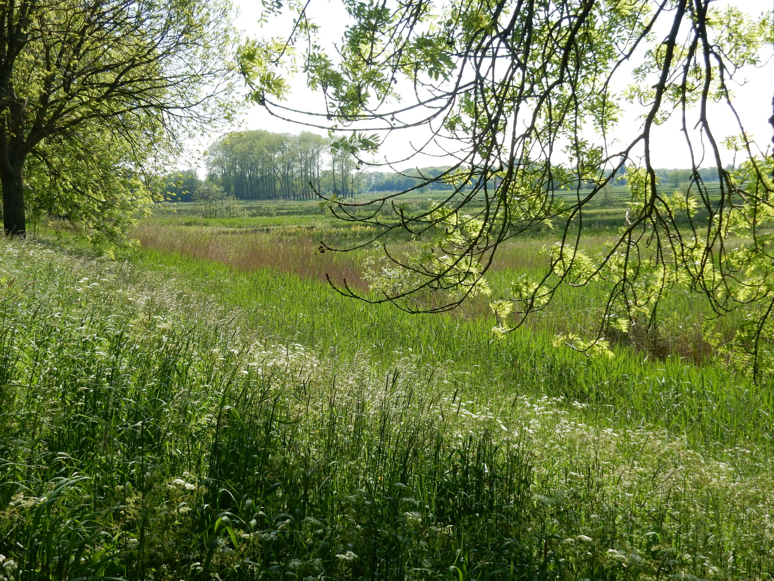 Groen landschap met gras, bomen en takken in de lentezon. Rustieke, natuurlijke omgeving.