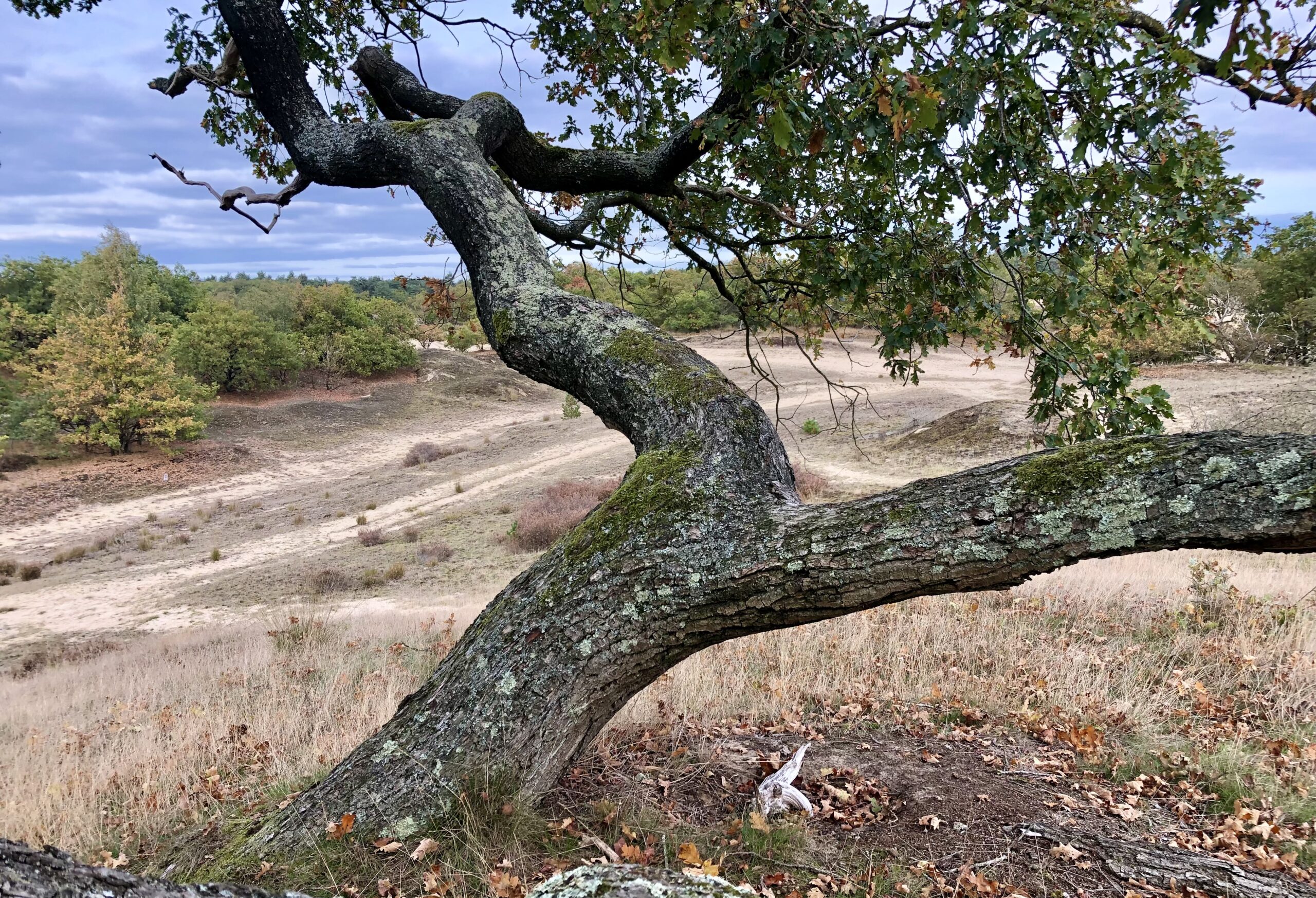 Kronkelige boom met mos in een heuvelachtig duinlandschap met verspreide struiken.
