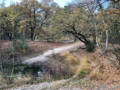 Bospad in herfstlandschap met bomen en gras langs een kleine vijver.