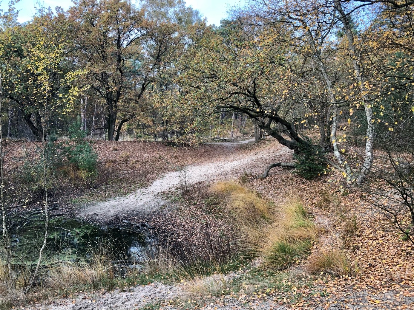 Bospad in herfstlandschap met bomen en gras langs een kleine vijver.