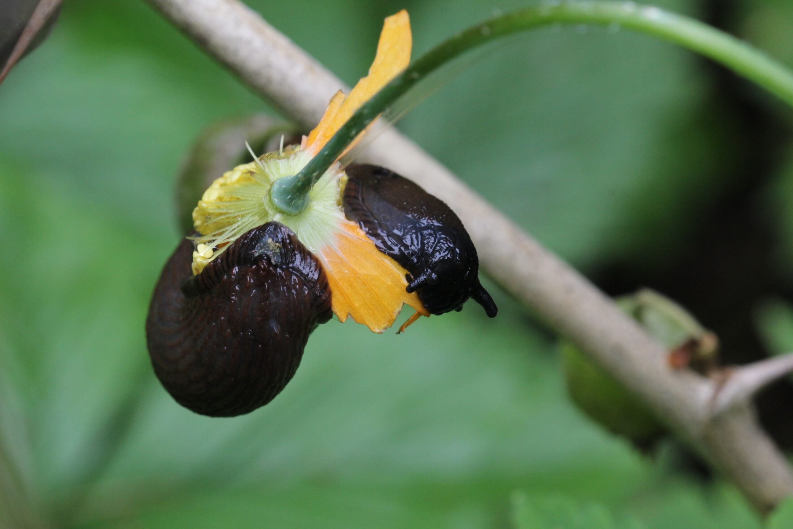 Zwarte slak eet aan oranje bloemblad aan groene stengel met onscherpe achtergrond.