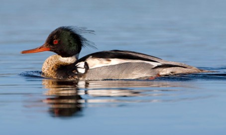 Eend met zwart-witte veren en rood oog zwemt op kalm water.