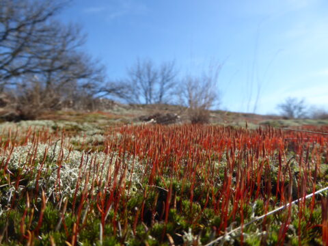 Roodbruin mos in close-up, met vage bomen en heldere blauwe hemel op de achtergrond.
