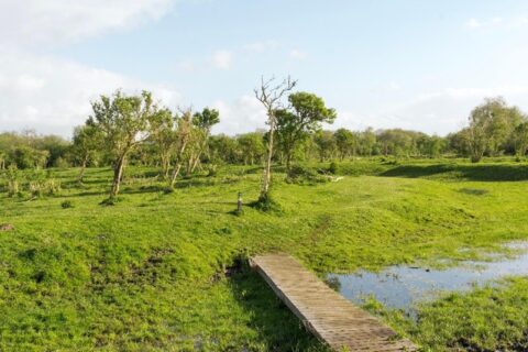 Groen landschap met bomen en een smal houten bruggetje boven klein watergebied.