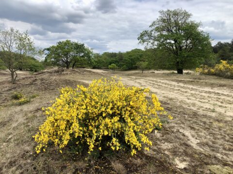 Gele bremstruik op zandvlakte met groene bomen en bewolkte lucht.