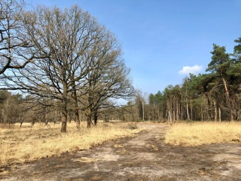 Pad door droog grasland met kale bomen links en dennenbos rechts onder een heldere blauwe lucht.