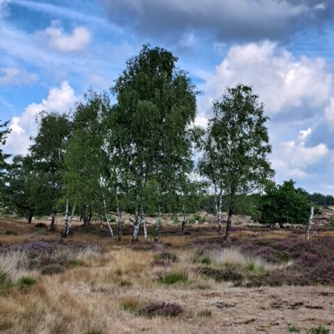 Boslandschap met berkenbomen en heide onder een bewolkte blauwe lucht.