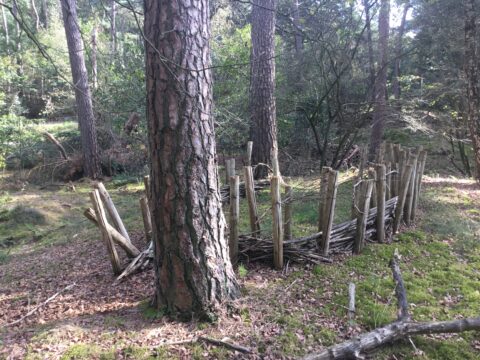 Bos met houten omheining, omgeven door bomen en mosrijke grond.