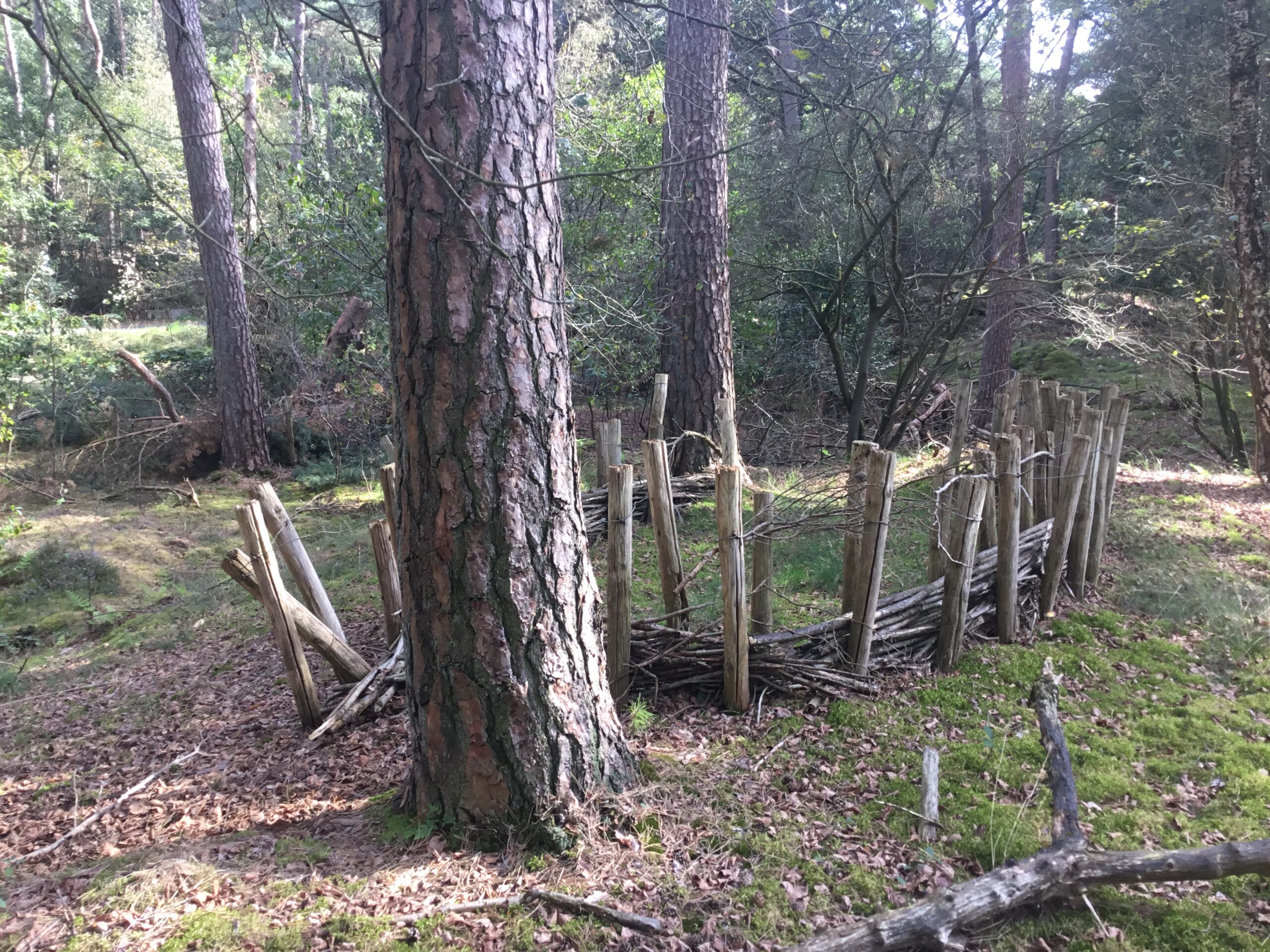 Bos met houten omheining, omgeven door bomen en mosrijke grond.