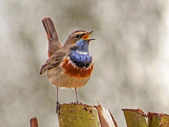 Zingende blauwborst (c) Hans Niekus