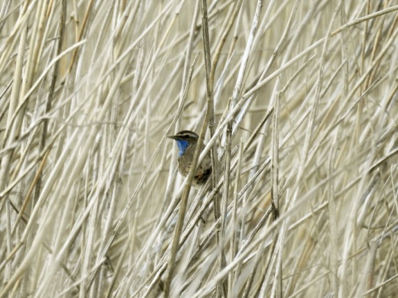 Zingende blauwborst (c) Gertjan van Noord