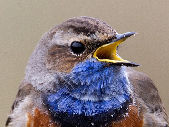 Zingende blauwborst (c) Kees Venneker