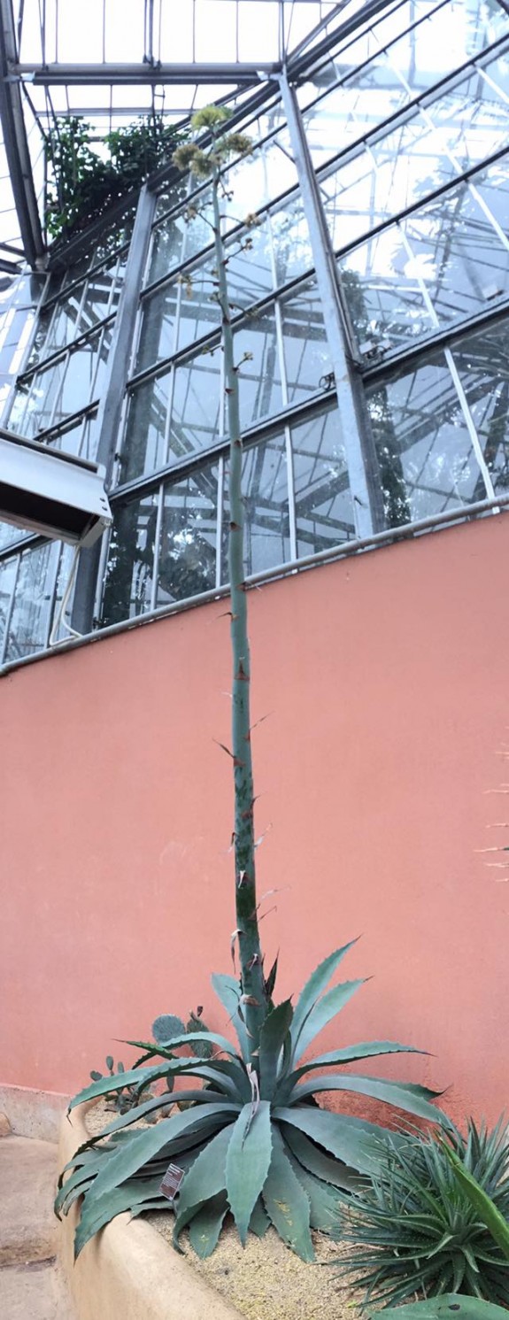 bloeiende agave in de hortus amsterdam (c) marisa stoffers
