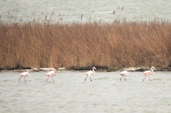 Vijf flamingo’s in de Kinselbaai, januari 2015 (c) G. Bobber