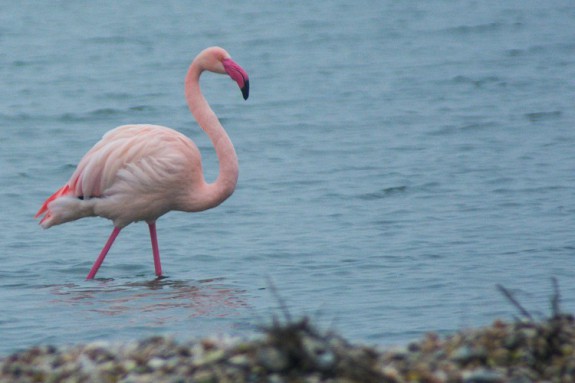 Flamingo in de Grevelingen (c) Lennart Verheuvel