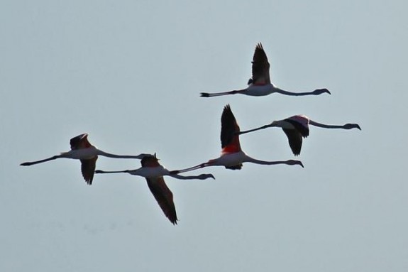 Flamingo’s boven de Hoeckelingsdam (c) Bob van den Broek