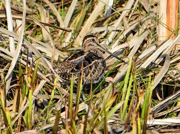 Watersnip in het riet (c) Rob Floor