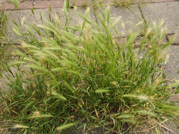 Kruipertje (Hordeum murinum) (c) Marisa Stoffers