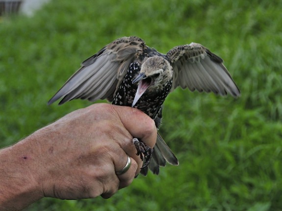 Vogels ringen op Pampus (c) Sergei Herczog