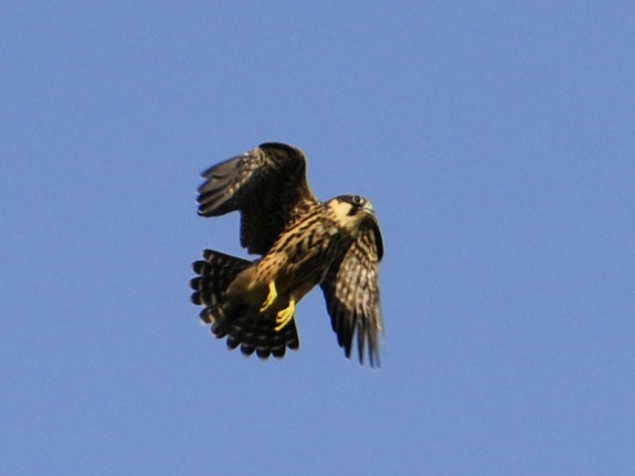 vliegende juveniele boomvalk, Sergei Herczog