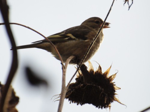 Vink in zonnebloem