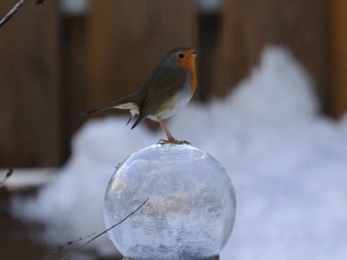 roodborst op lamp in sneeuw