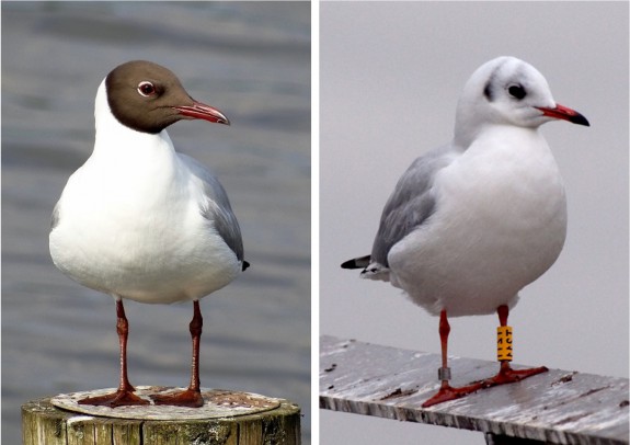 Links kokmeeuw in zomerkleed, Rita Scholing/Nico Graafland; rechts kokmeeuw in winterkleed, Eric Roeland