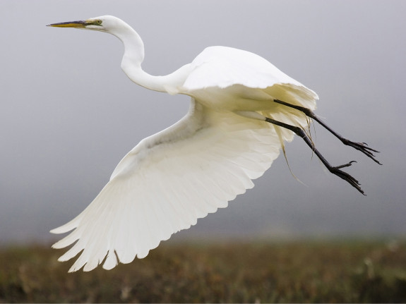 Vliegende grote zilverreiger, Mike Baird