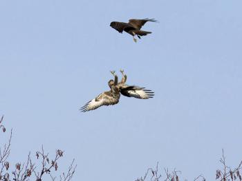 Baltsende buizerds (c) Adri de Groot, Vogeldagboek